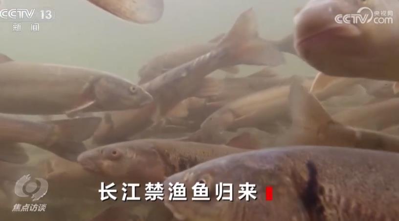 焦点访谈：长江禁渔鱼归来
